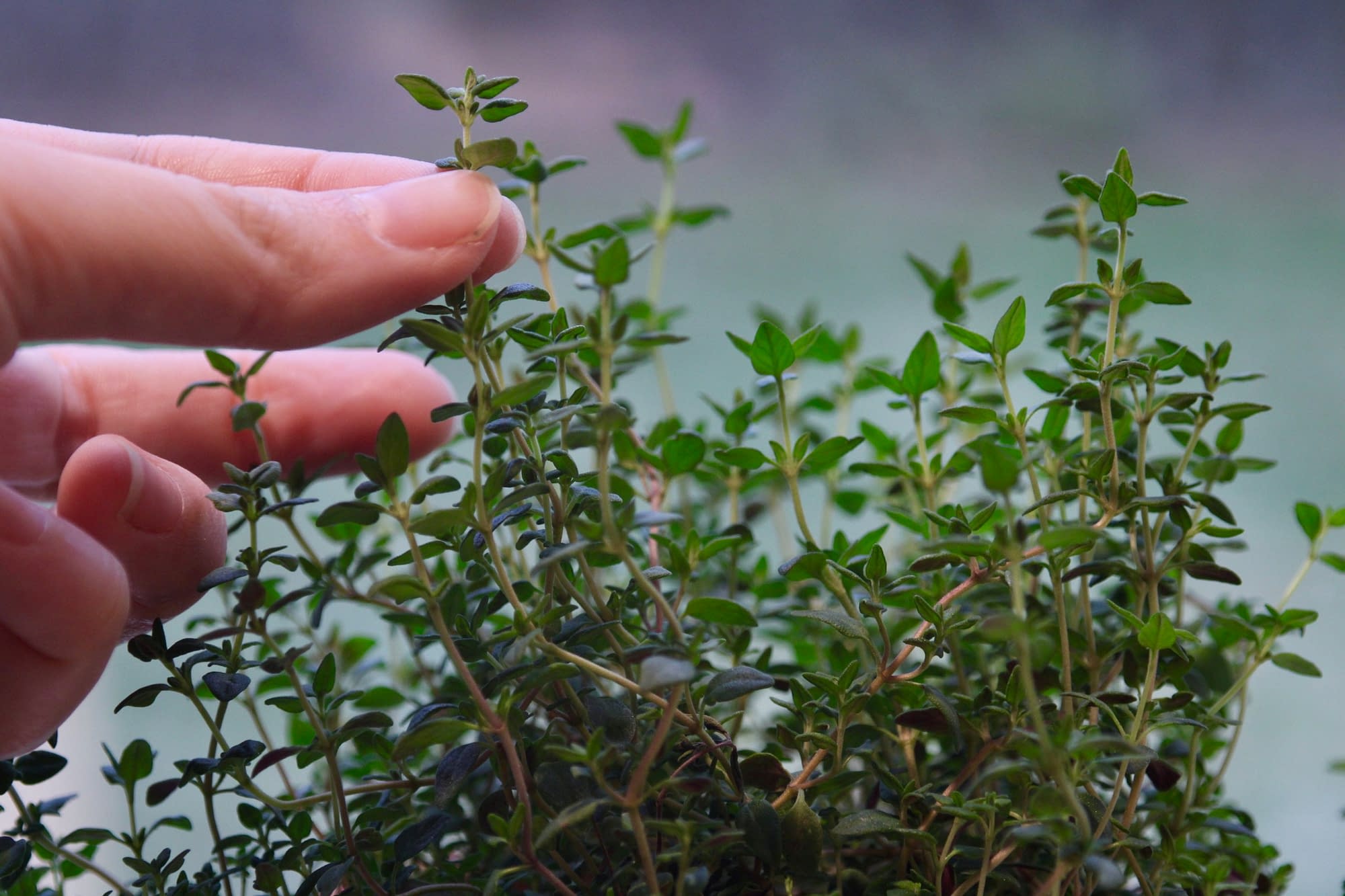 Harvesting thyme for the crispy chicken salad with sweet chili drizzle.