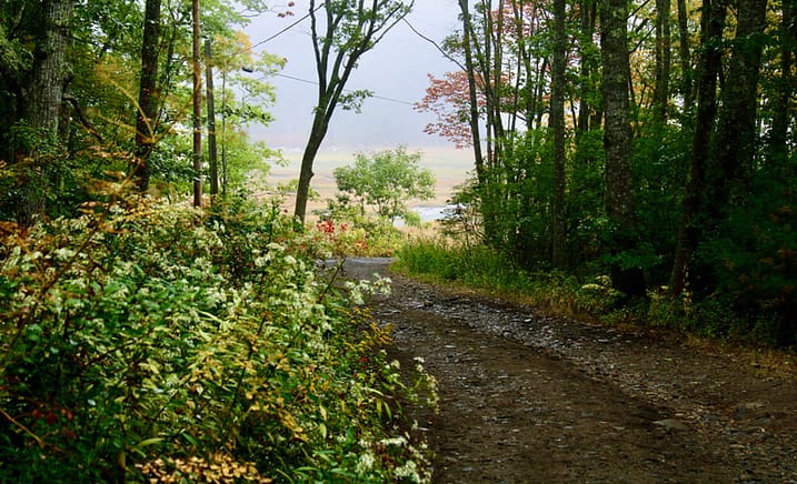 A beautiful Maine hiking trail.