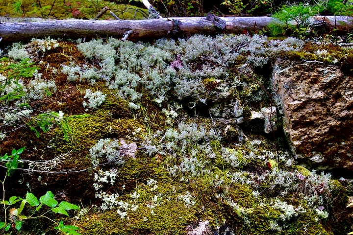 Lichens and moss.