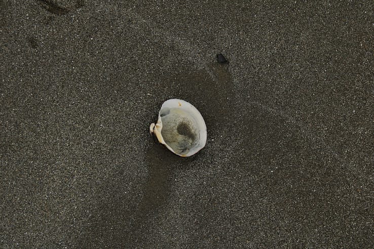 A shell on Seawall Beach
