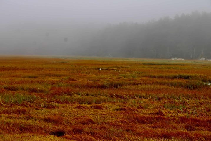 Red salt marsh grasses with snowy egrets.