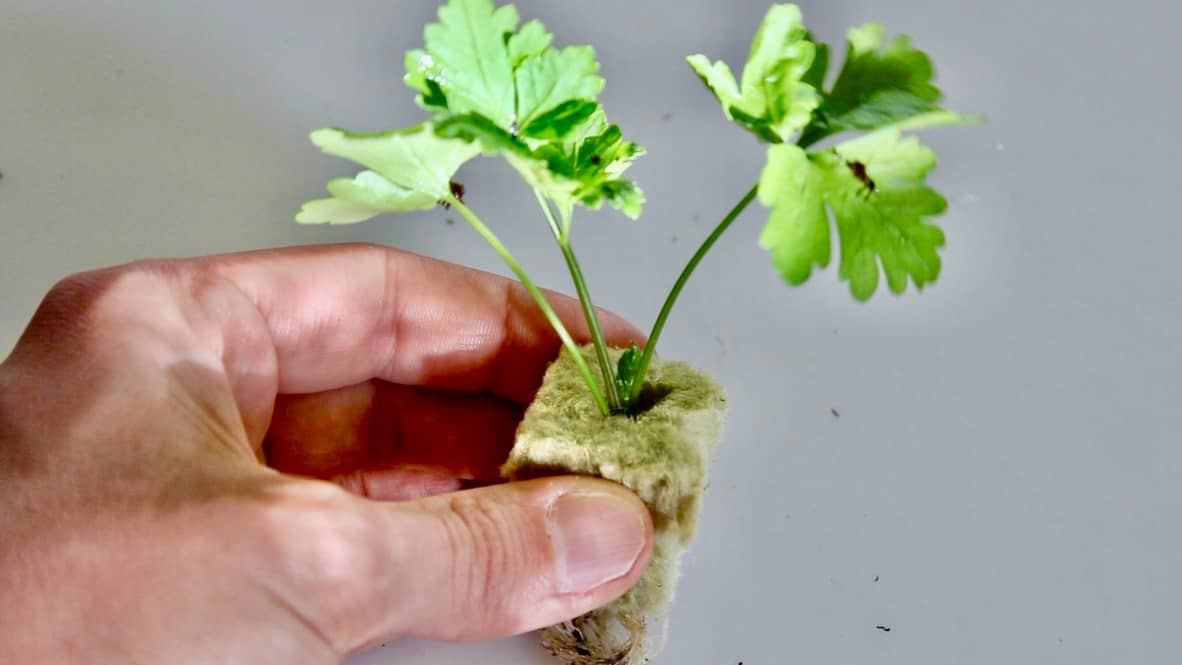 Parsley tranplanted from soil to rockwool for hydroponic garden