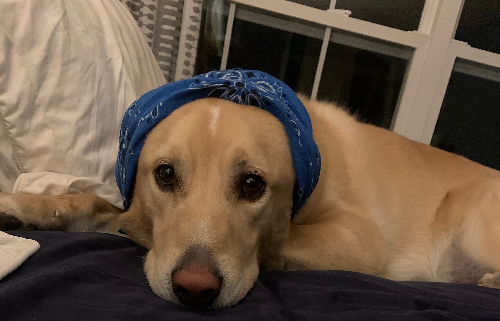 Dog wearing a bandana on it's head.