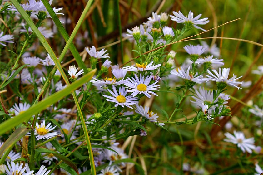 Purple aster flowers spotted while Maine hiking.