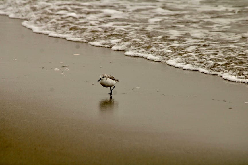 A sandpiper on surf