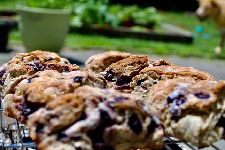 Gluten-free blueberry scones outside